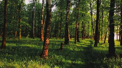Всероссийский день посадки леса